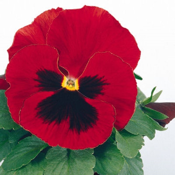 50 Pansy Seeds Character Red With Face FLOWER SEEDS