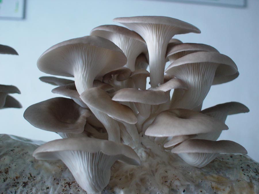 Grey Oyster (Pleurotus ostreatus) Liquid Culture
