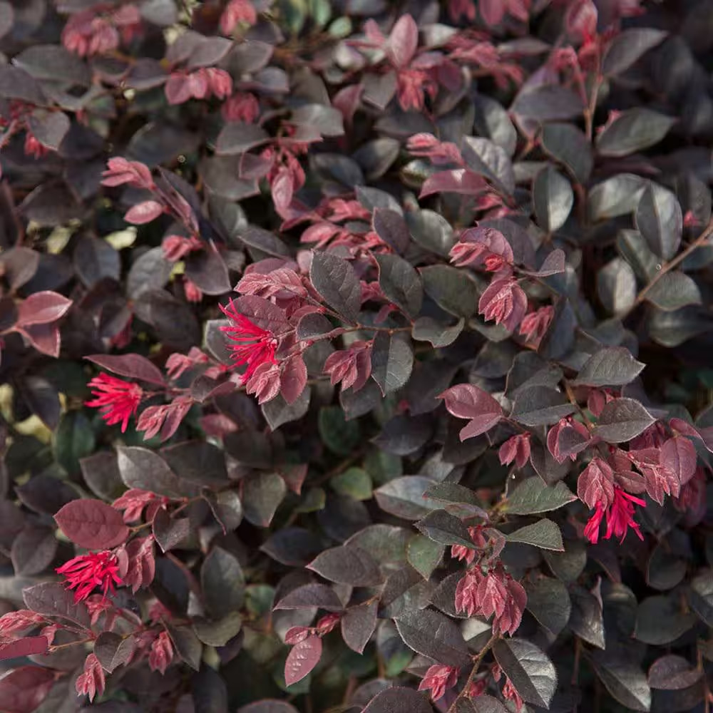 Purple Loropetalum Shrub Evergreen Flowering Bush 2.5 Qt Dwarf Pink Blooms