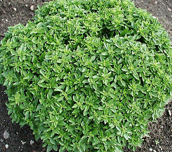 200 DWARF GREEK BASIL SEEDS ~ heirloomseedguy ~ 2026 ~ NON-GMO