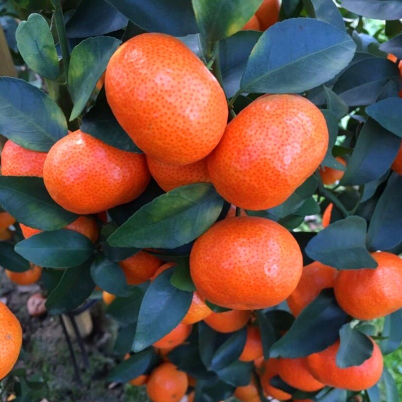 10 Mandarin Orange Seeds- Citrus reticulata Blanco