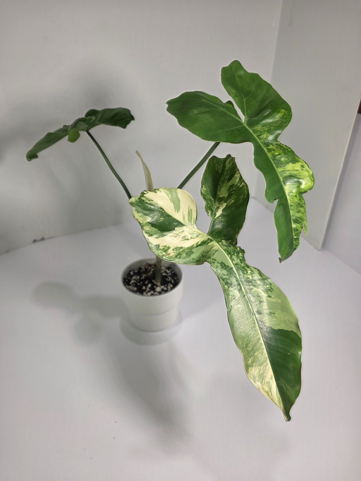 Philodendron Jennifer (Florida Beauty x Billietiae) – 4 inch pot, 4 leaf