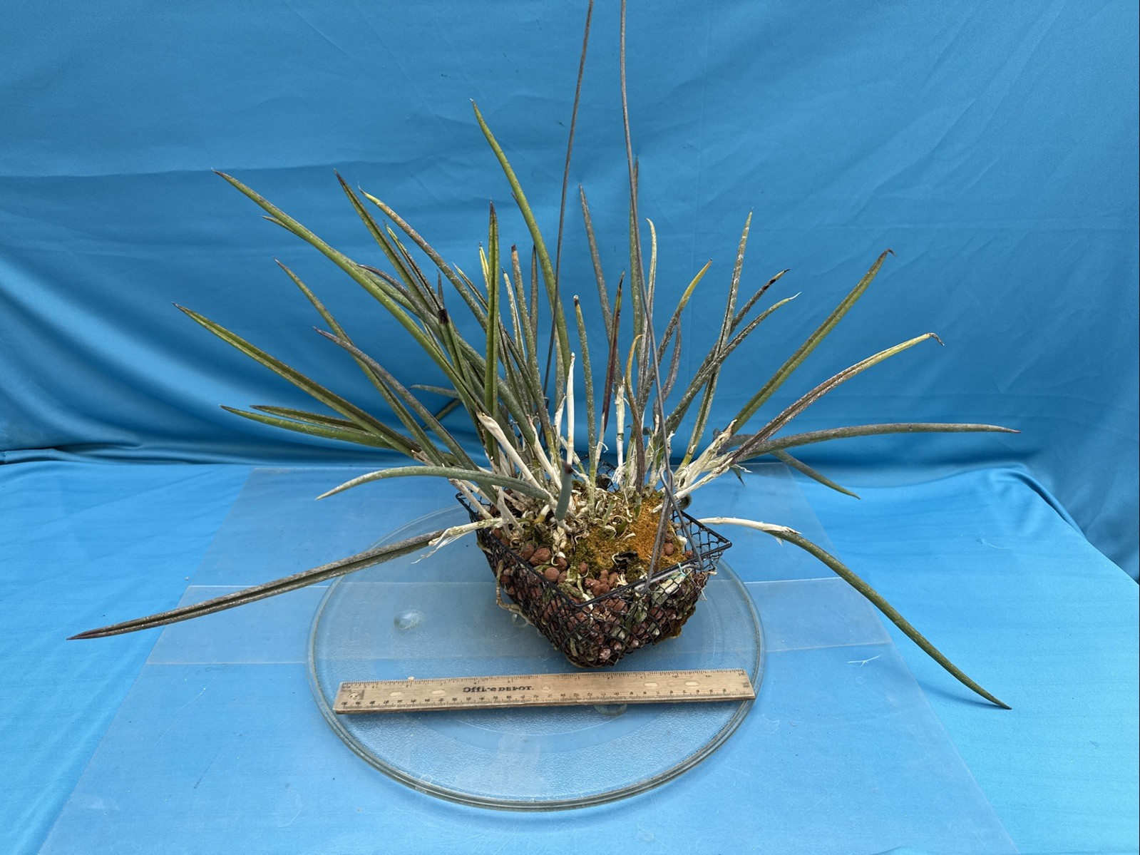 Brassavola cordata Green White Bloom Size Orchid Species 9” Pot + Hanger
