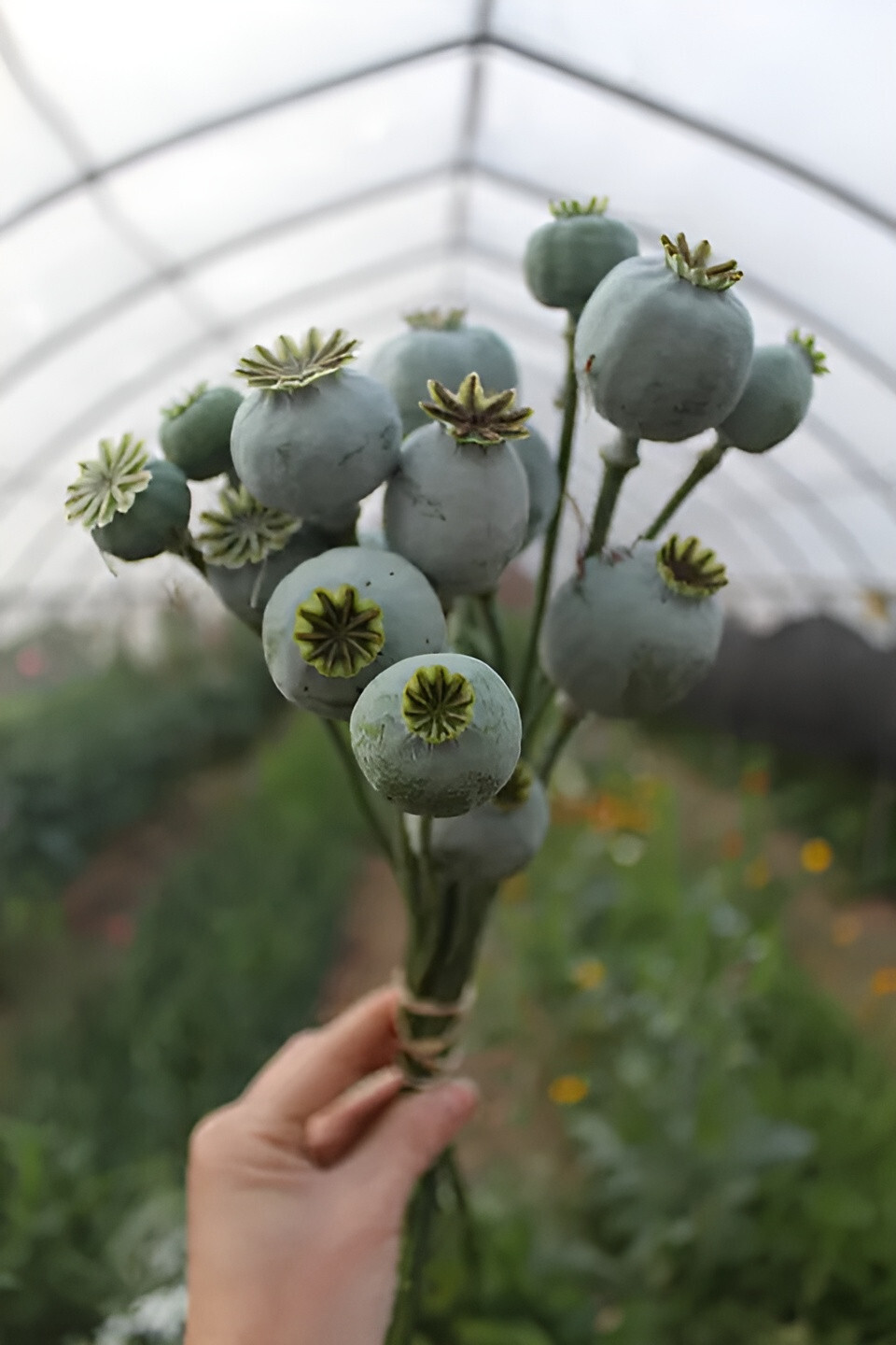1,500 Fresh Giganteum Poppy Seeds – P. Somniferum – Giant Seed Heads&Huge Blooms