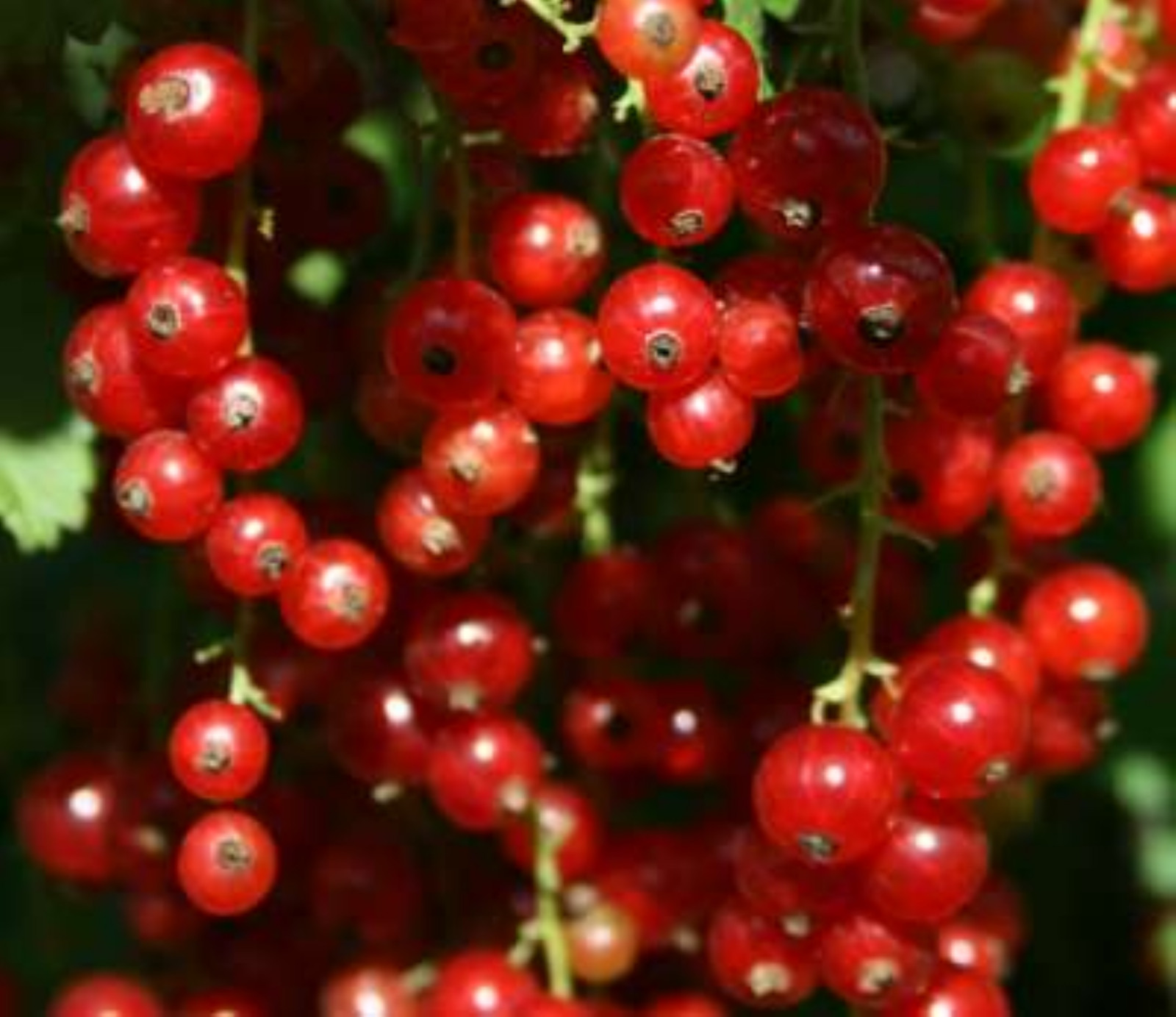 Tartran Red Currant Rooted plant, 12-18″ tall, 1 year old