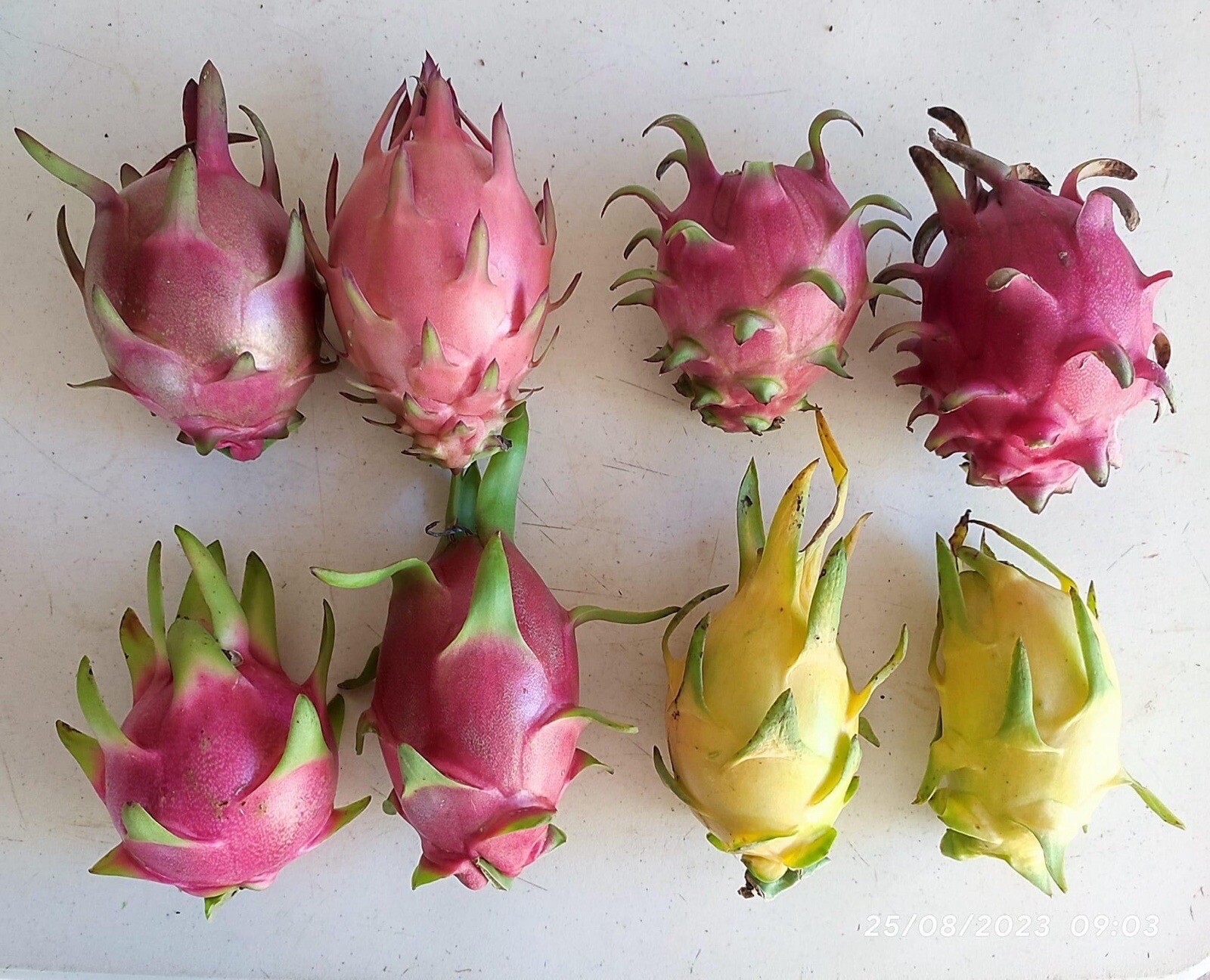 23 Dragon Fruit cuttings 8-12 inches long check The Description ￼ ￼