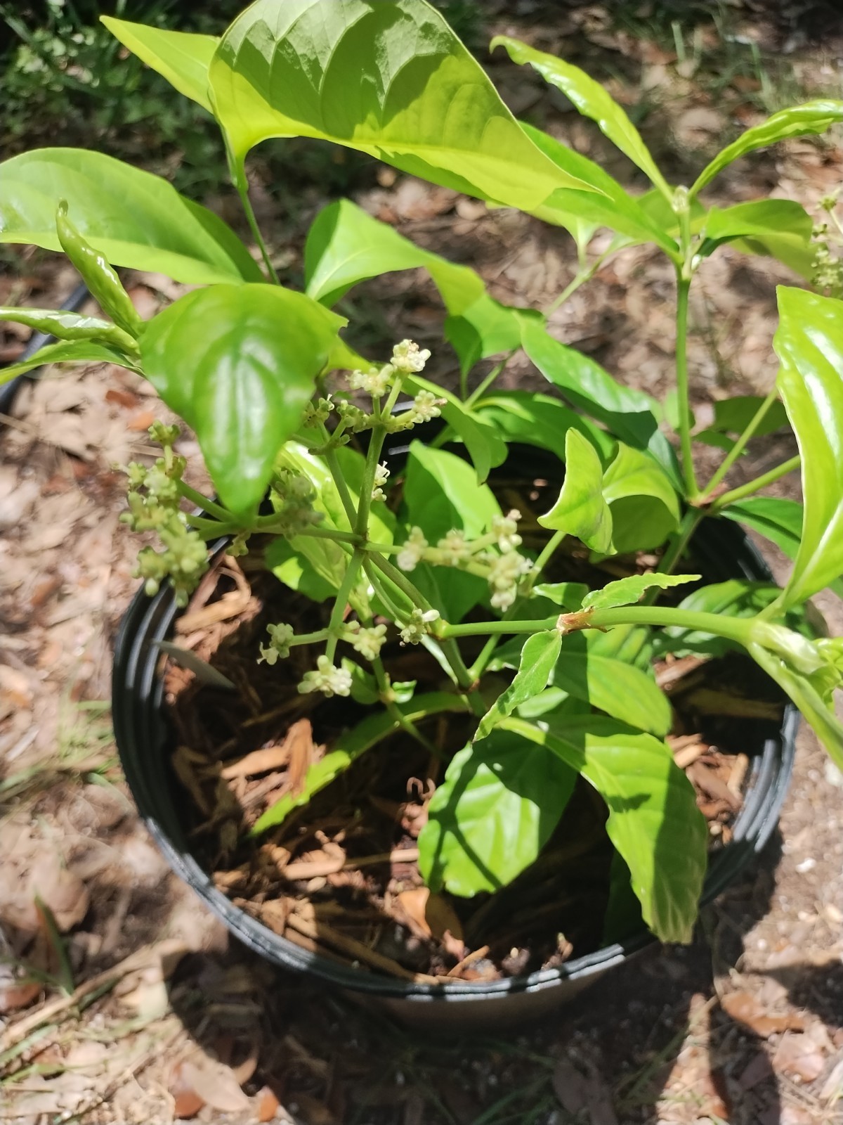 2 Plant Combo South American Psychotria V. And B. Caapi Plant In Same Pot # 1