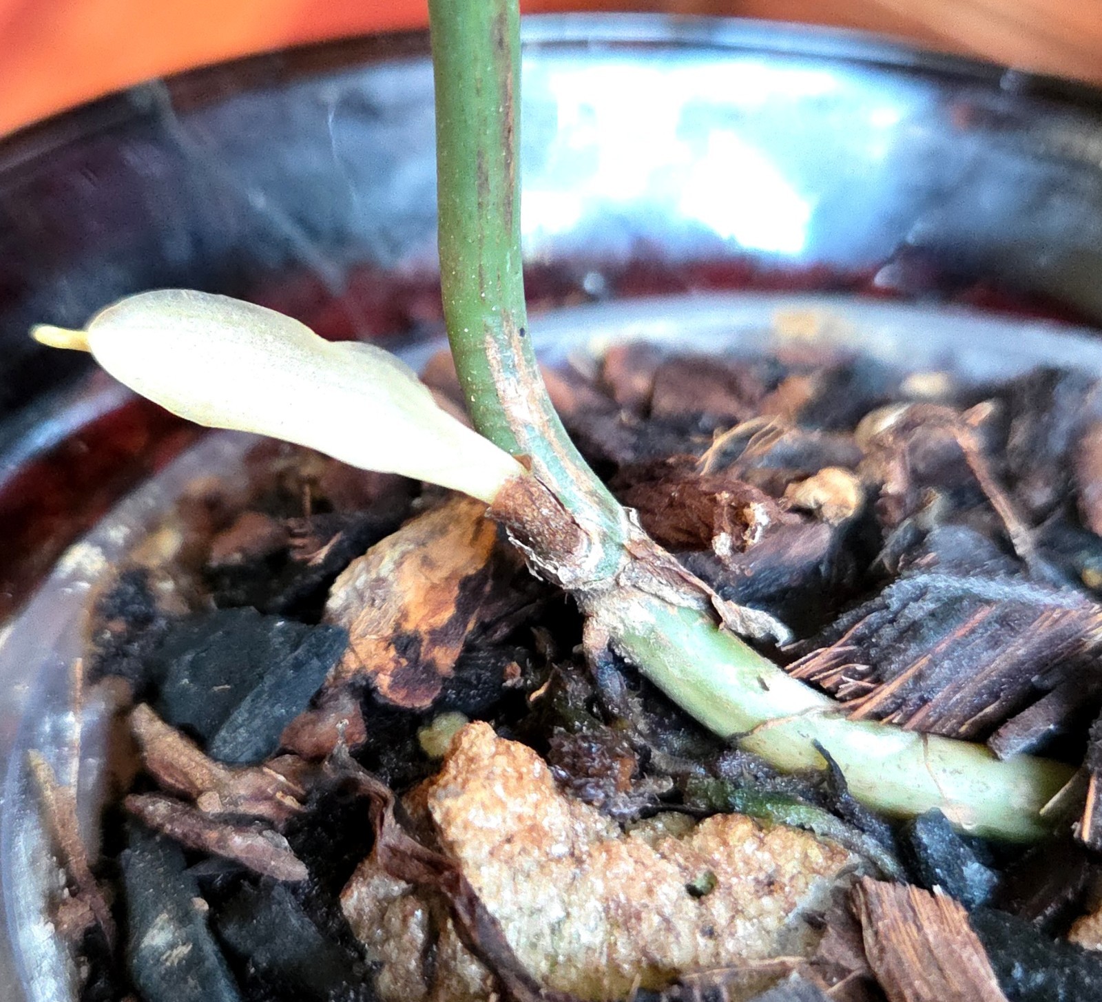 Rare Philodendron Variegated Melanochrysum 14″ Tall Not Anthurium Aroid Monstera