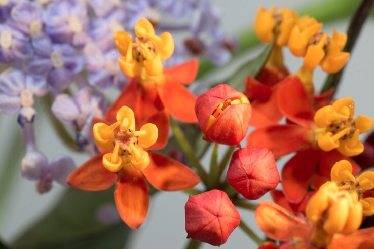 Milkweed Apollo Orange Live Plant Plug – 1–3″ Tall – Orange Flowering Milkweed