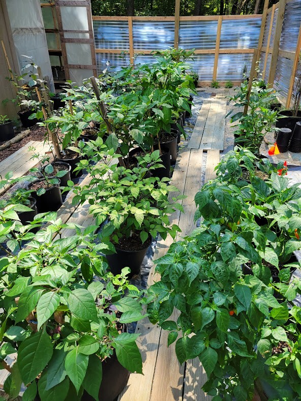 RED X Pepper Seeds Super Hot 1,000,000+ Scoville SHU Unique Creek