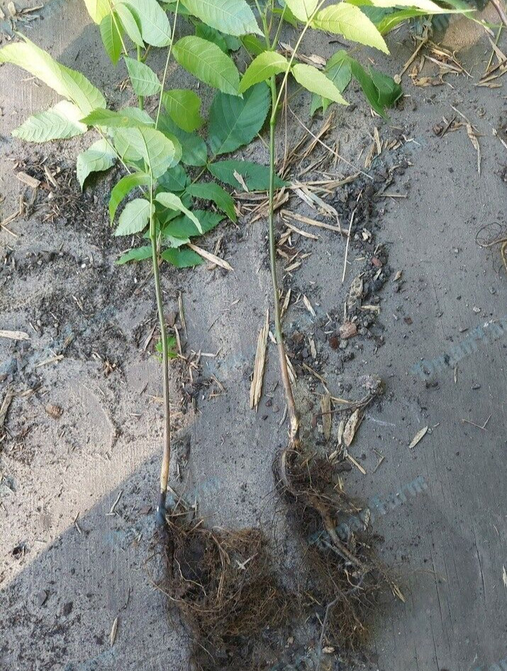 TWO (2) Black Walnut Trees, Juglans Nigra, Live Plant Bareroot Seedling 18″- 24″