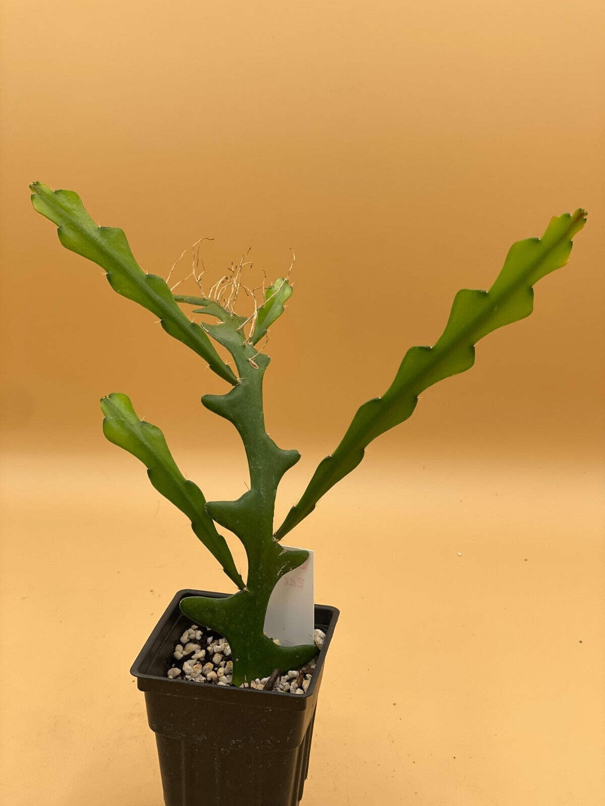 Ric-Rac Cactus – Selenicereus anthonyanus – Fully Rooted In 3″ Starter Pot