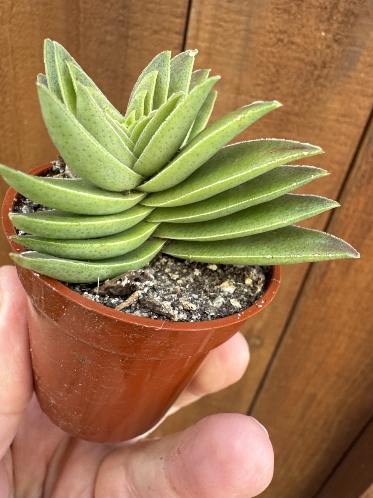 Crassula Capitella “Campfire” – Live Succulent – Rooted Plant