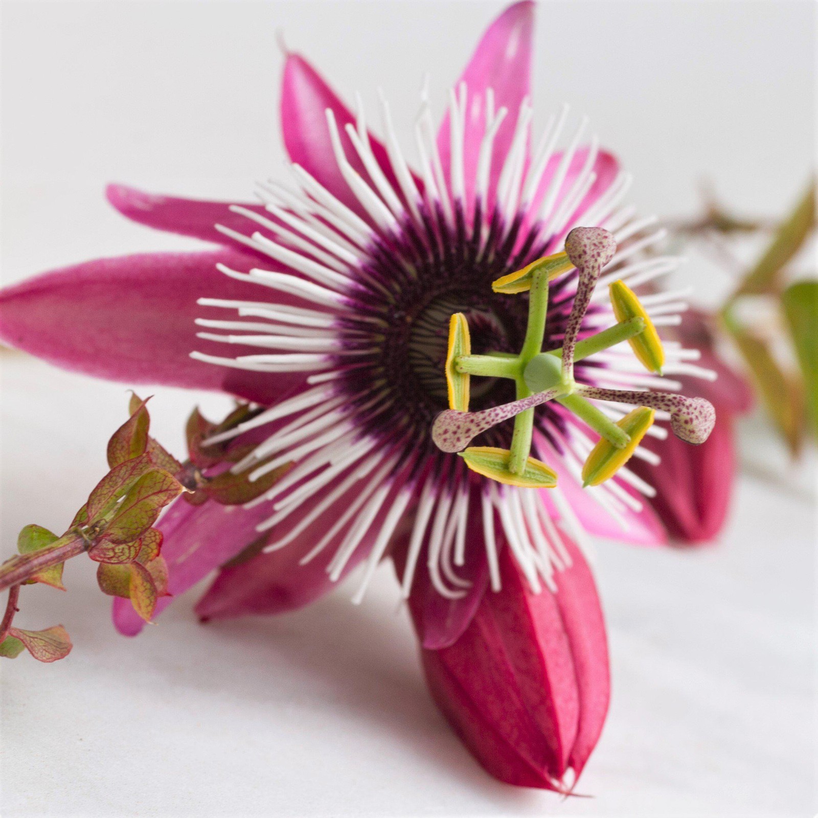 Passiflora Passion Flower Victoria 1 Potted Vine Plant Rooted in a Quart Pot