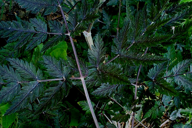 BLACK COW PARSLEY 50 SEEDS, ANTHRISCUS SYLVSTRIS RAVINSWING, MARIESGREENGARDEN