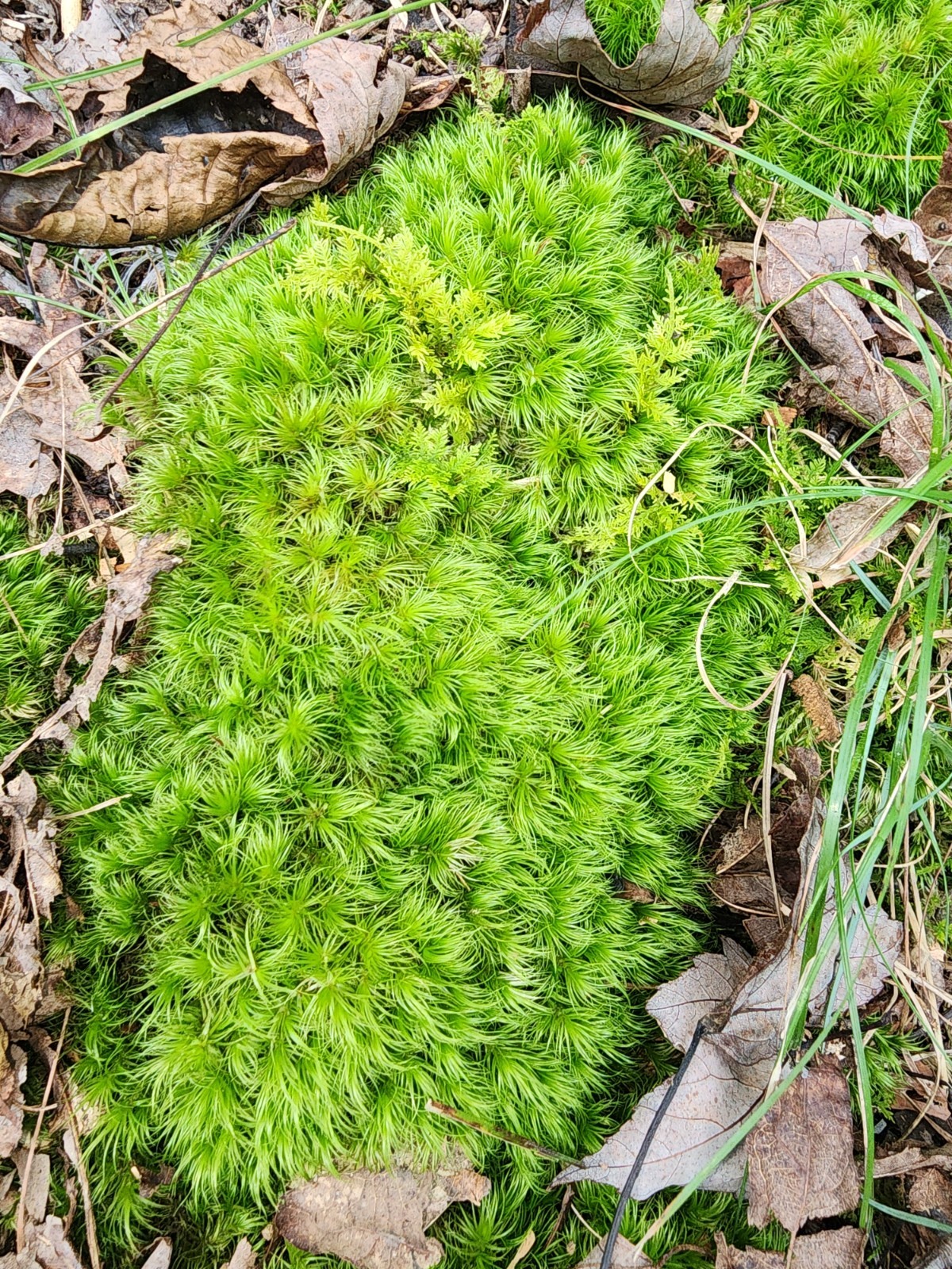 Live KENTUCKY Mood/Fern/Sheet Moss Perfect for Terrariums, Crafts, Gardens