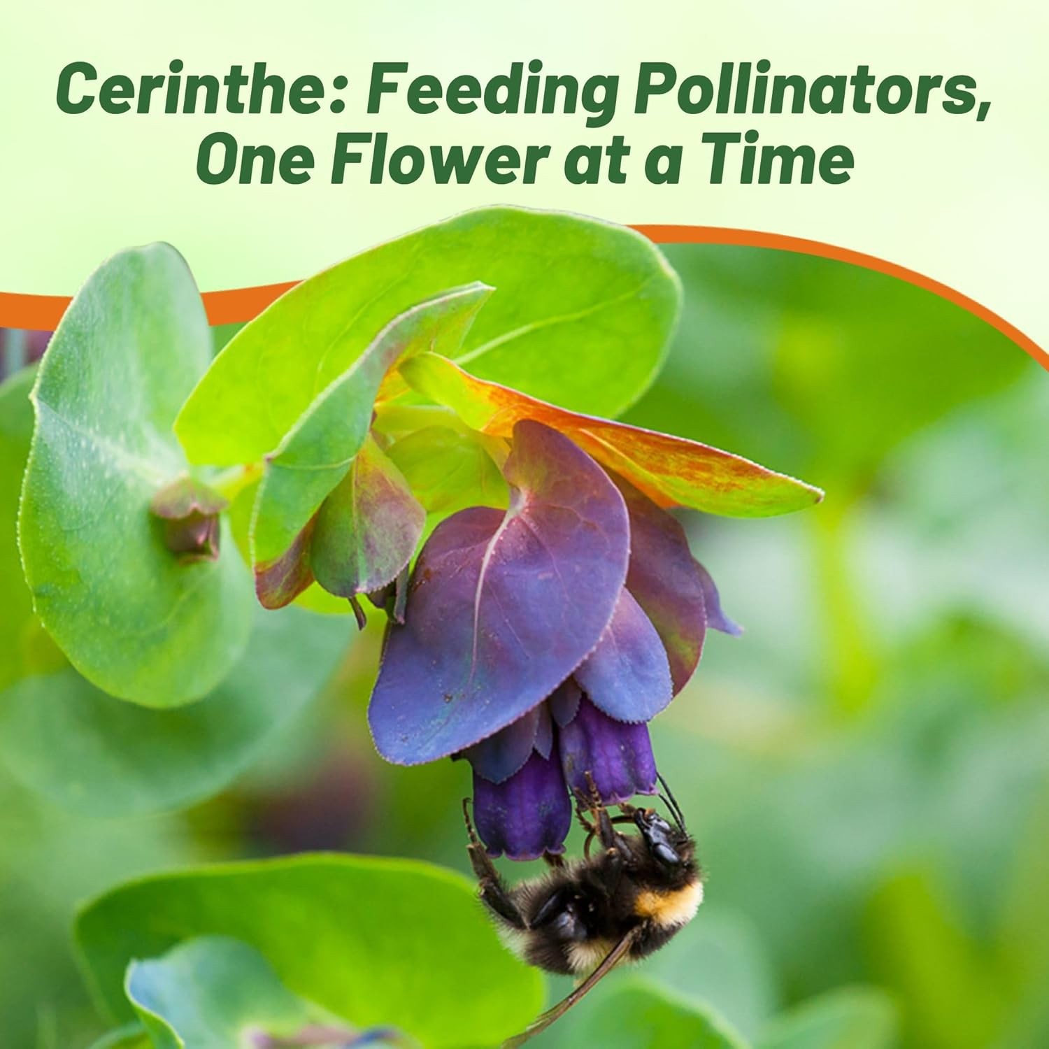50 Seeds Honeywort Seeds – Cerinthe Major Flower Seeds
