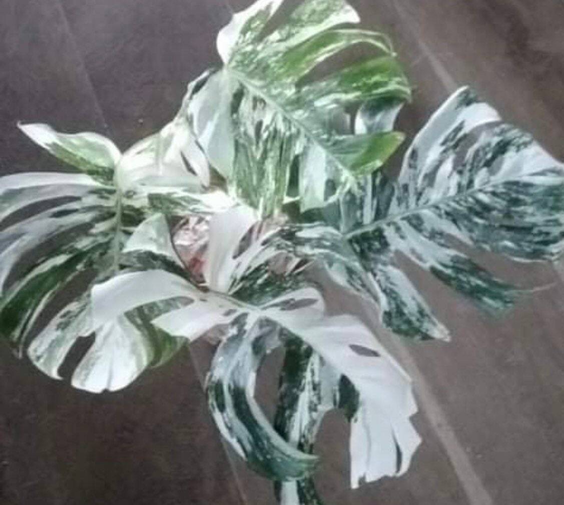 Variegated Monstera Albo – Extra White High Variegation Cuttings & Rooted Plants