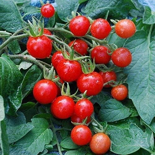 MEXICO MIDGET TOMATO SEEDS – Very sweet with an irresistible flavor!! HUNDREDS!!