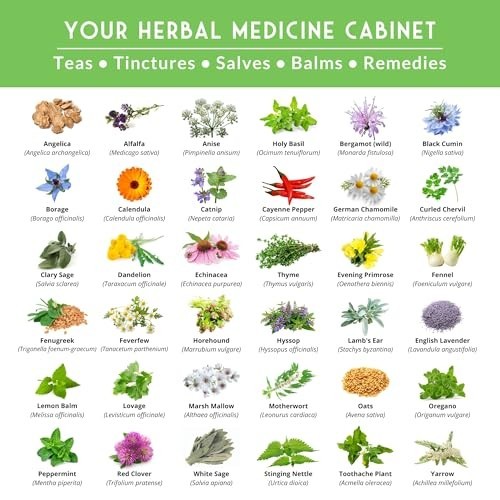 Medicinal Herb Seeds Variety Pack 36 Heirloom Non GMO Healing Plants for