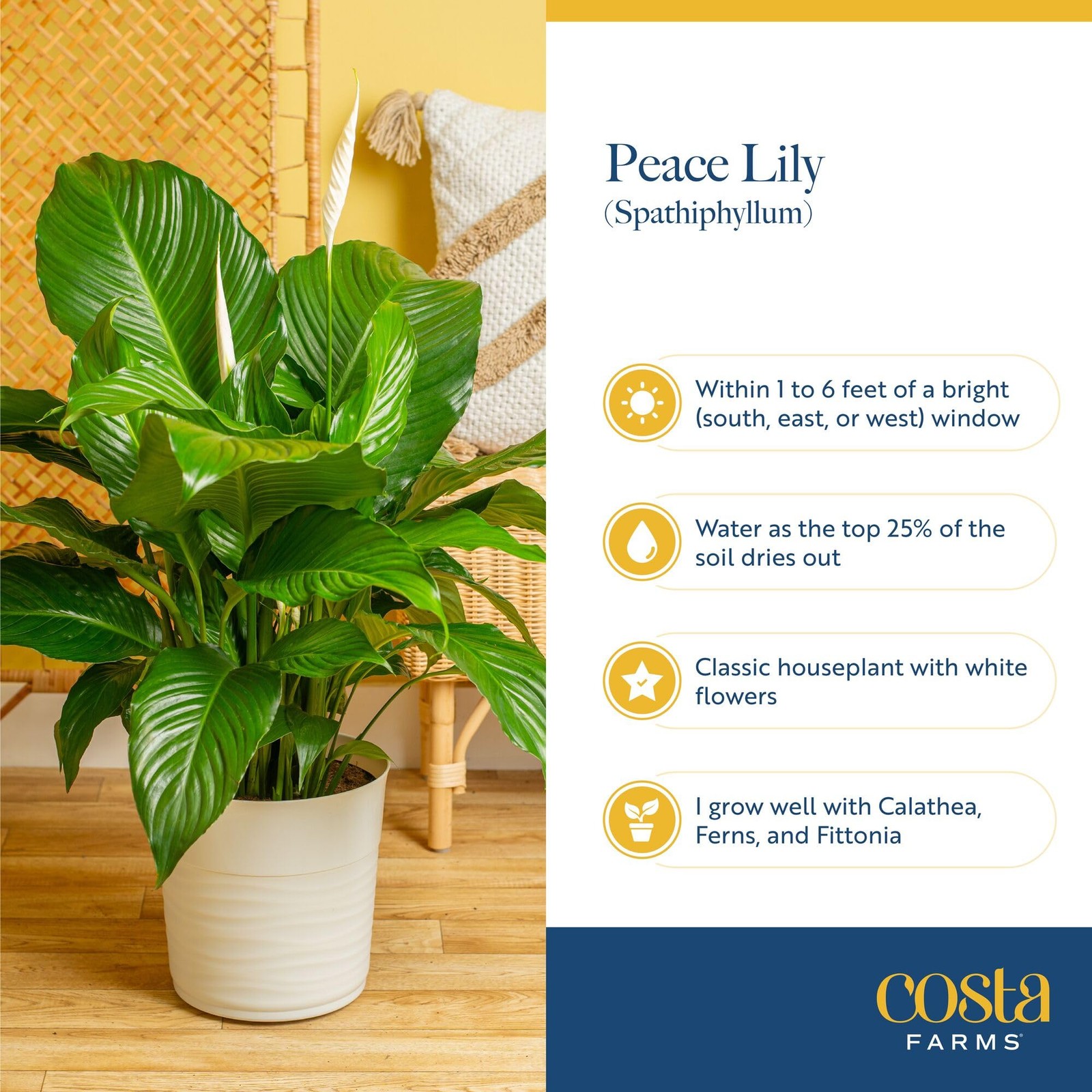 Costa Farms Peace Lily Medium (14-24 Inches Tall), Indoor Garden Plant Pot