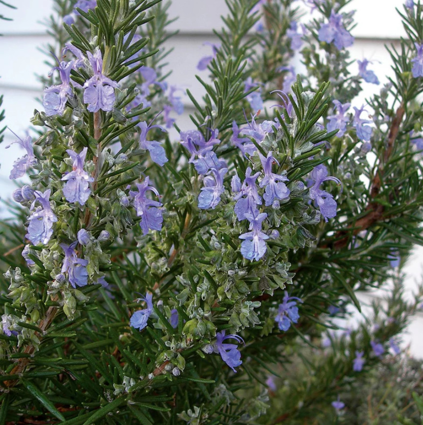 1 Live Rosemary – Tuscan Blue Plant – 1–3” Tall in Plug