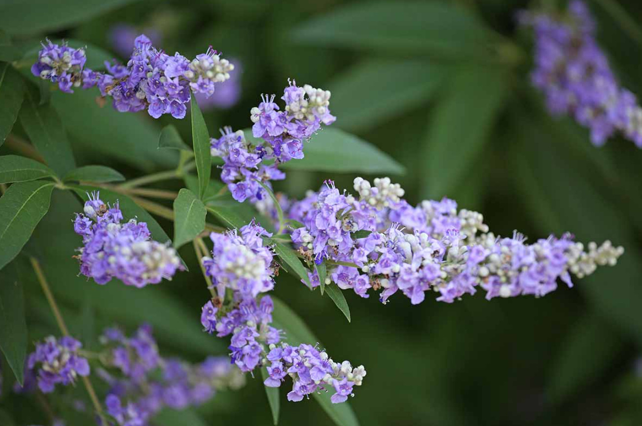 2 Live Vitex Plant (Chaste Tree) – 4” Pot – Deciduous Flowering Shrub