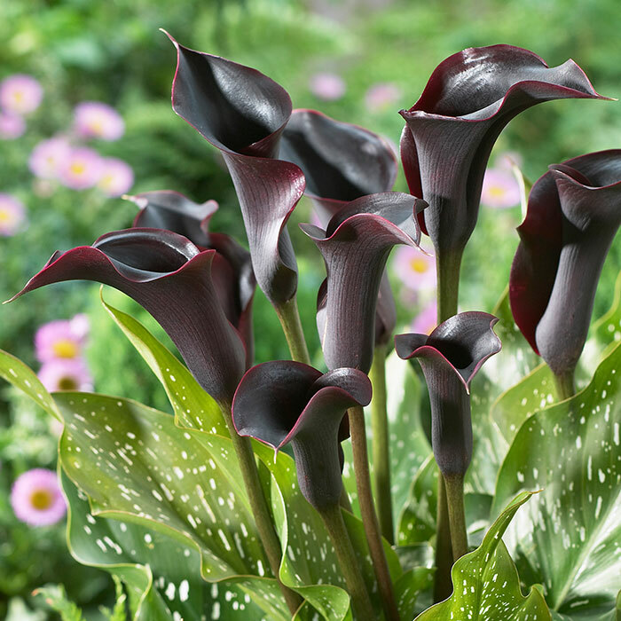 5 Black Calla Lily Bulbs