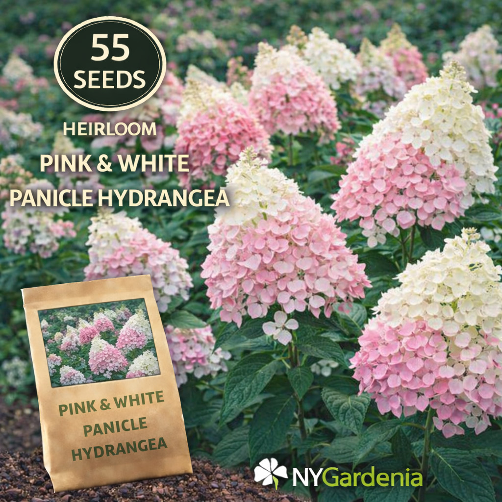 55 Pink White Panicle Hydrangea Seeds Heirloom Flower Shrub Easy Grow