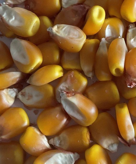 1 lb. Moseby Prolific Corn Seeds
