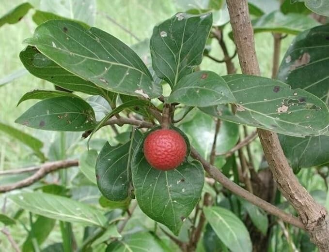 20 African Red Peach Tree Seeds for Planting – Nauclea latifolia