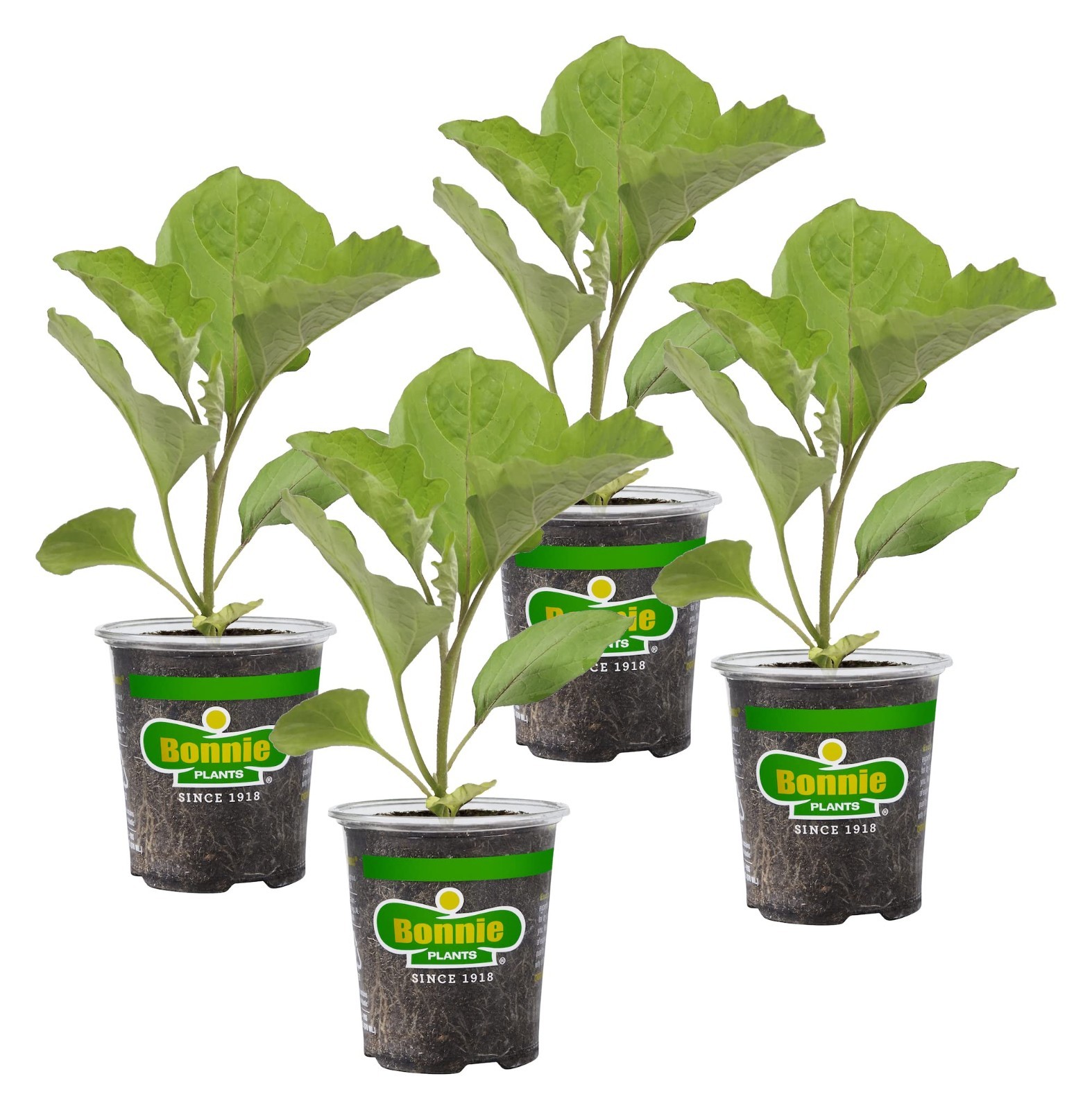 Black Beauty Eggplant Live Plants – 4 Pack, 3-4 Ft Tall, Easy to Grow, Classic S
