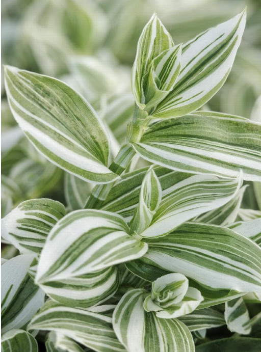 Green/White Fluminensis Wandering Jews Tradescantia 5 Cuttings or 4″ Pot