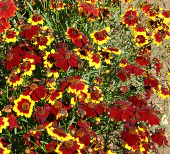 Coreopsis PLAINS SEMI-DWARF RED Heirloom Pollinators Bees USA Non-GMO 1000 Seeds