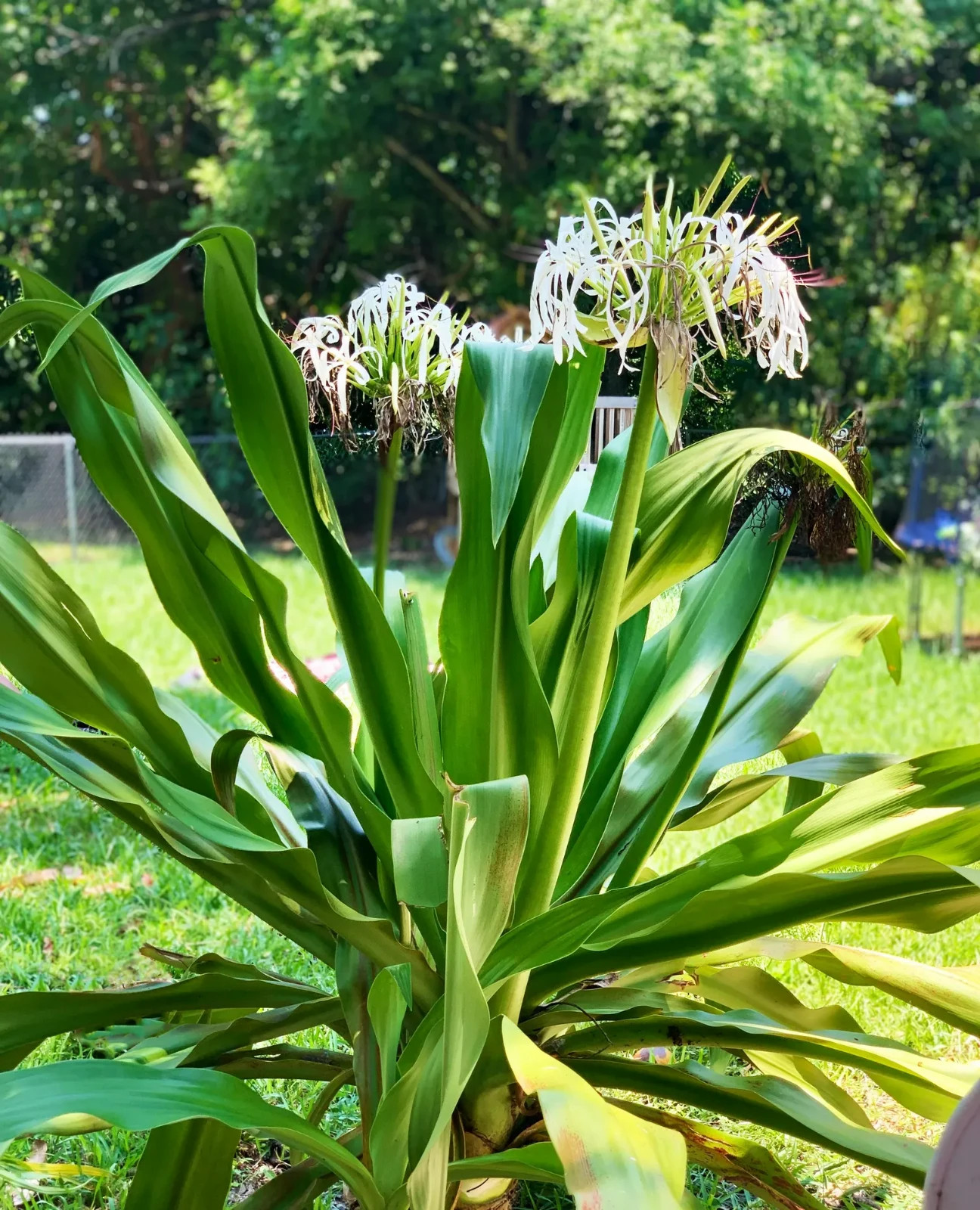 Giant White Lilly Spider Crinum Asiaticum Live Indoor Outdoor Large 24″ Plant