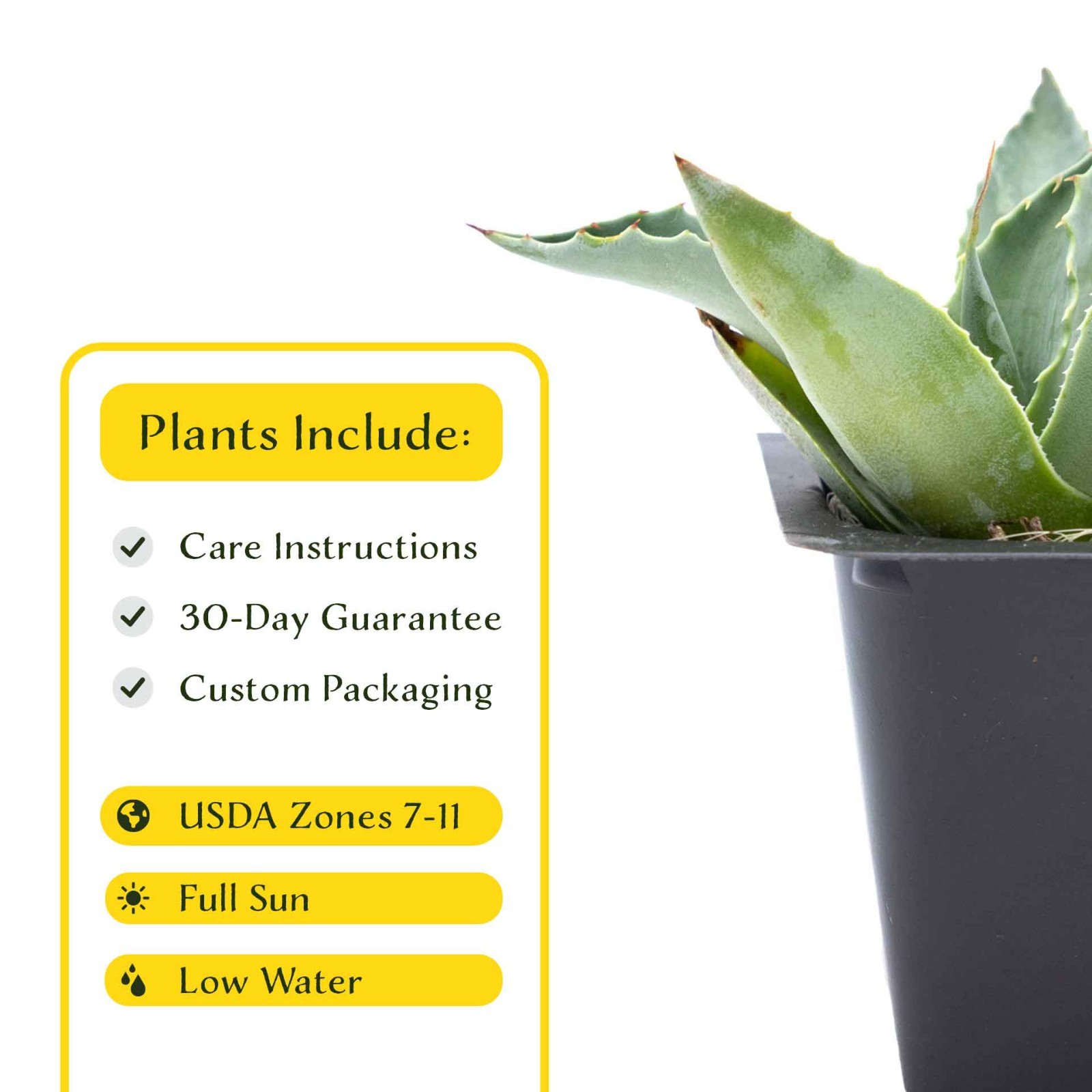 2 Whale’s Tongue Agave Succulent Plants in Nursery Cubes (Agave ovatifolia)
