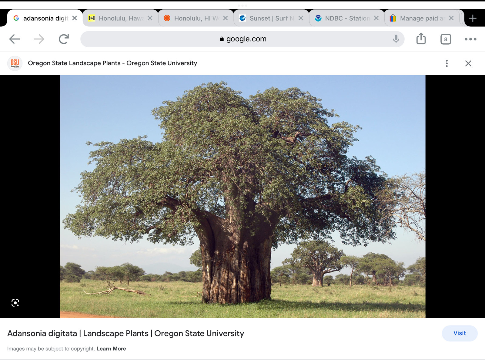 ***500***Adansonia digitata seeds***Baobab***Dead rat***