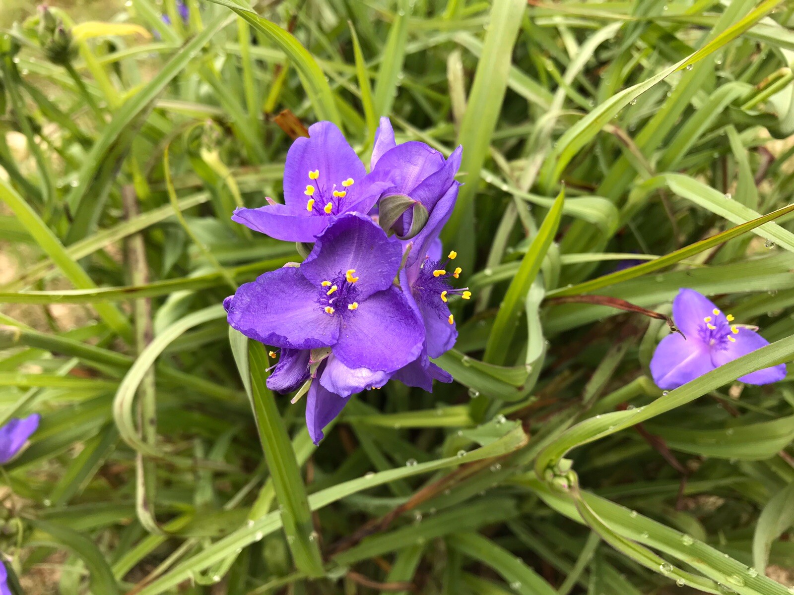 25 Spiderwort Tradescantia Plant Bare Root Rhizome Bulb Perennial Purple Flowers