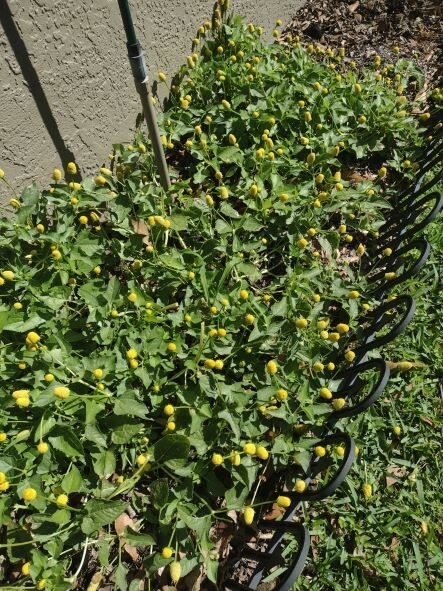 100+ PARACRESS organically grown SEEDS BUZZ BUTTONS TOOTHACHE PLANT .04oz