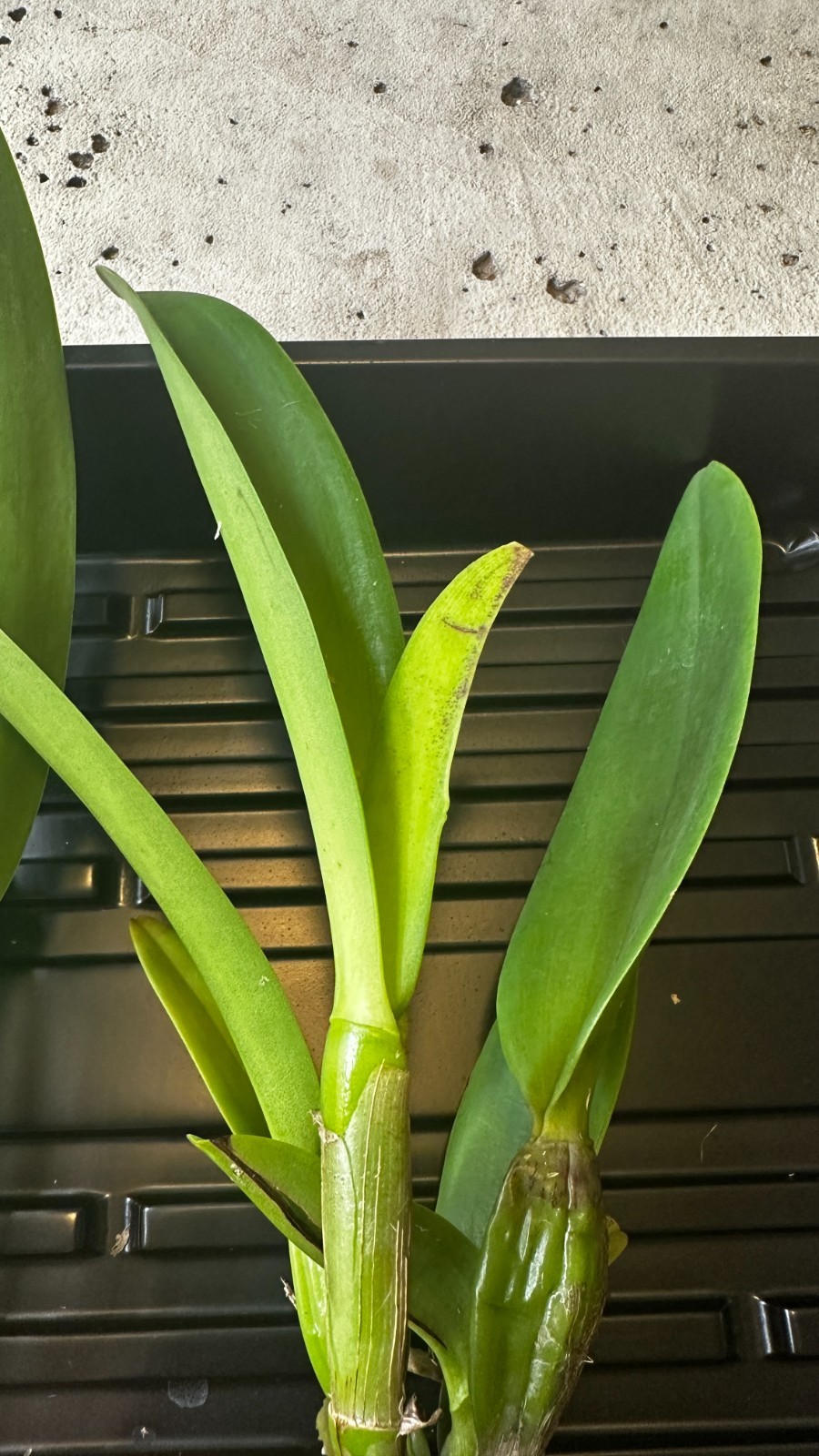 Rhyncholaeliocattleya Yuan Dung Jewel ‘Dalatha’ [Bareroot]