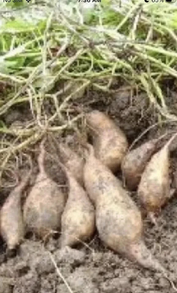 10 White Sweet potato Slips / Cuttings / Asian White Sweet Potato Plants / Khoai