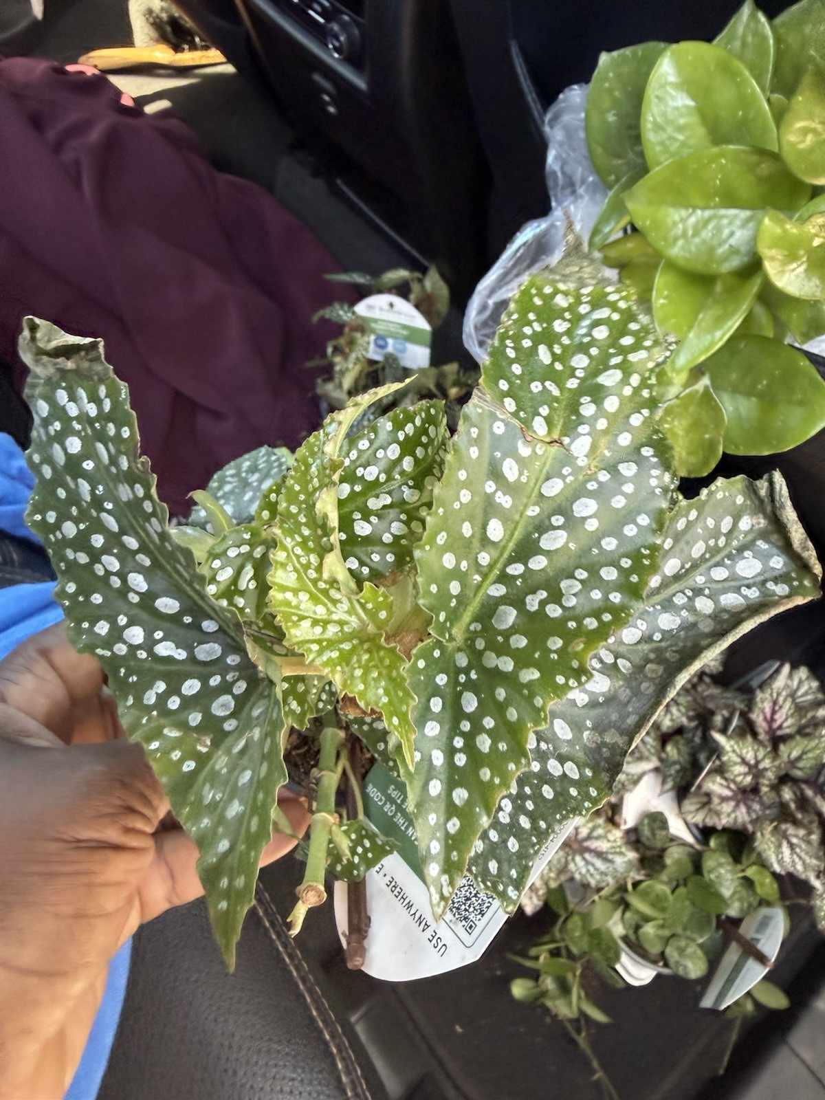 You Will Receive 2 Or One Plant