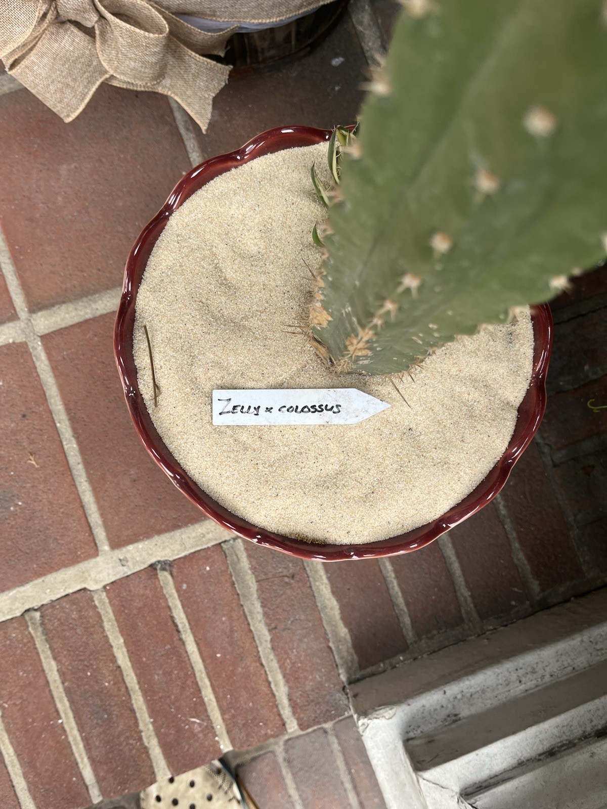 Euly x Colossus, Green Potted Draught Resistant, Arid Climate, Full Sun, Thorns