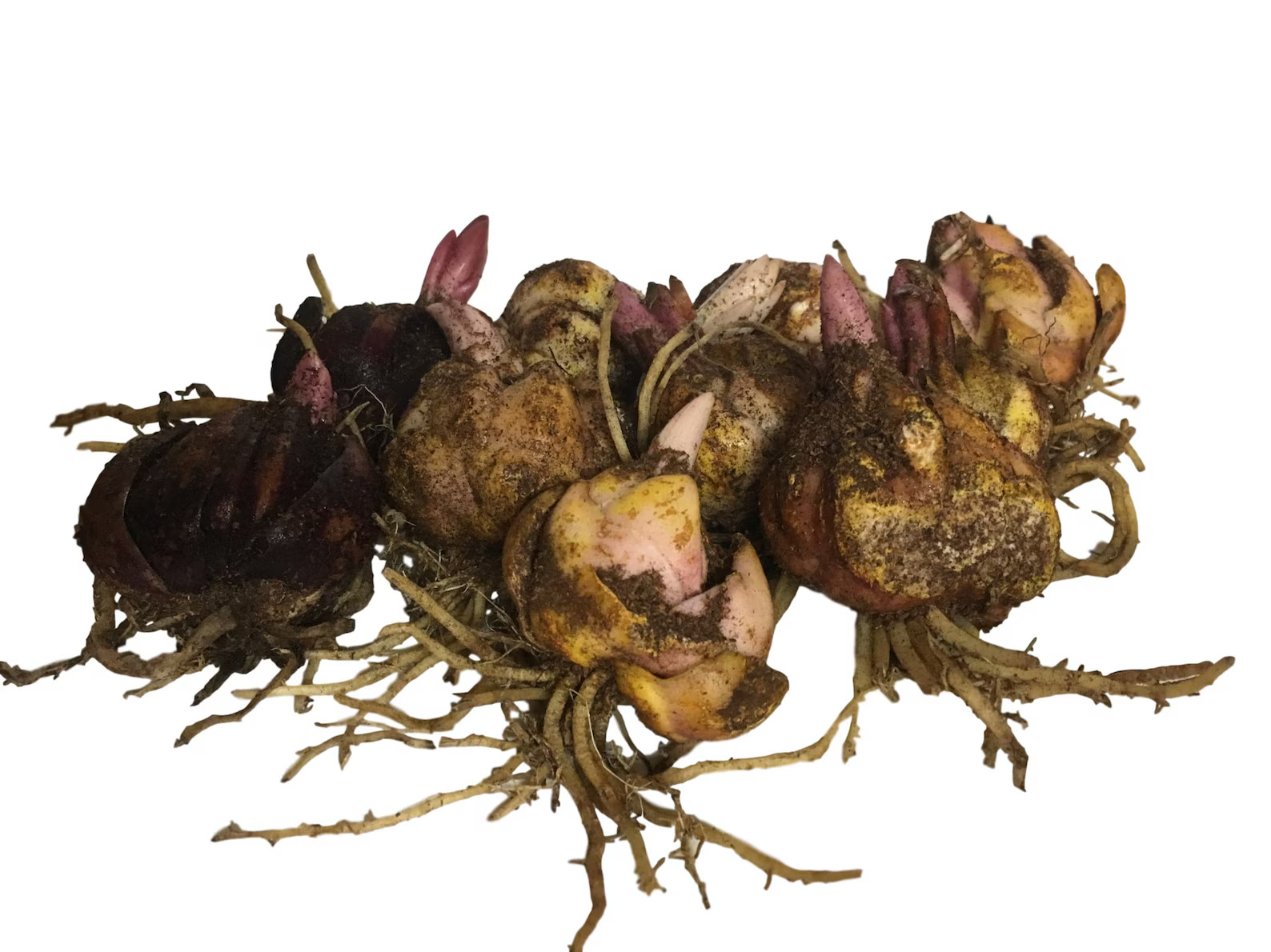 5 Passion Moon Oriental Lily Bulbs–USA farm & company-