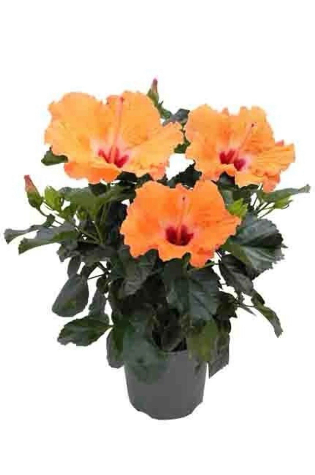 Hibiscus Orange 1 Gallon Plant Tropical
