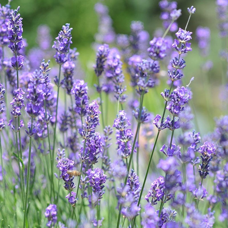 500 English Lavender Seeds Herb Lavender lavandula angustifolia aa