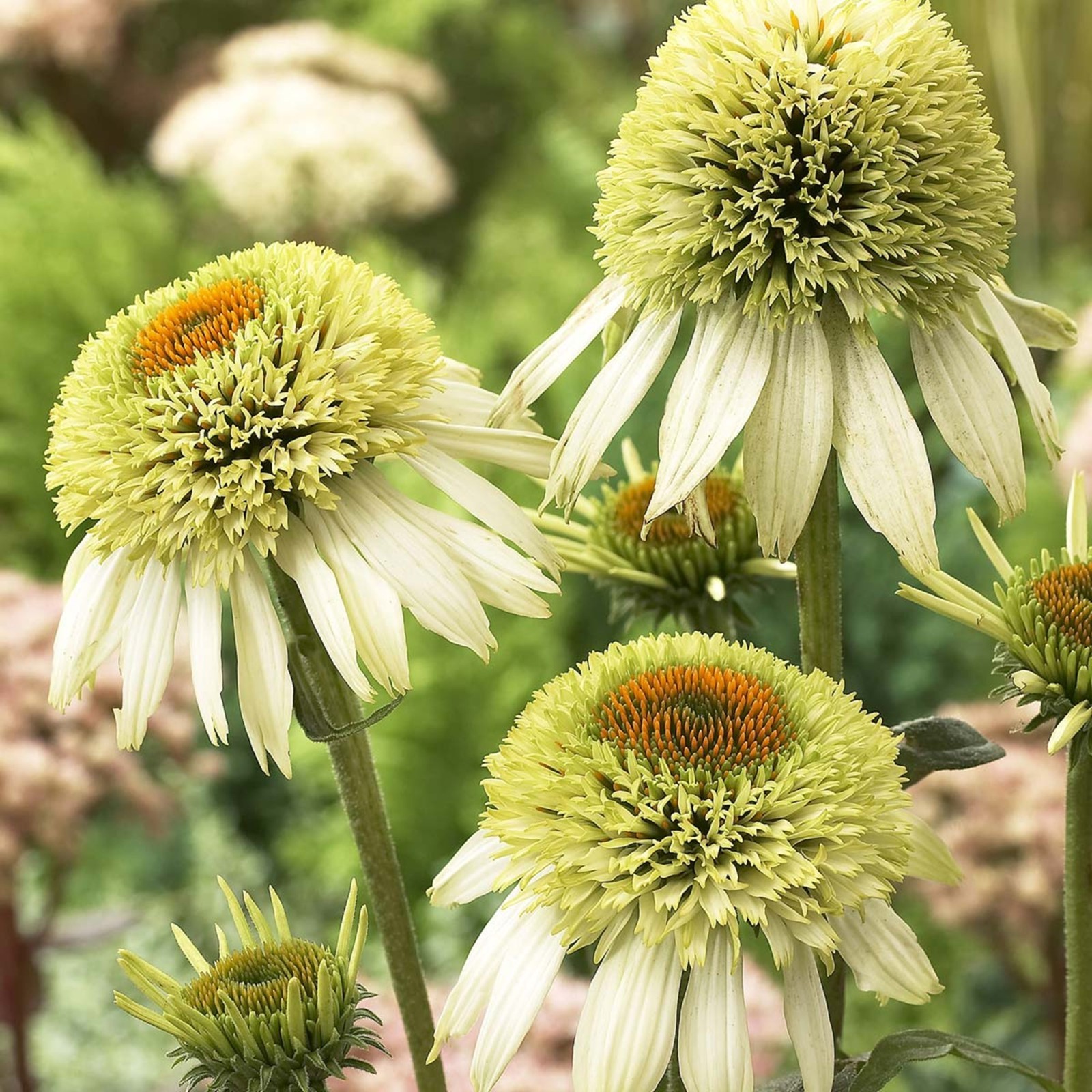 50 DBL White Coneflower Seeds Echinacea Perennial Flower Seed Flowers US SELLE