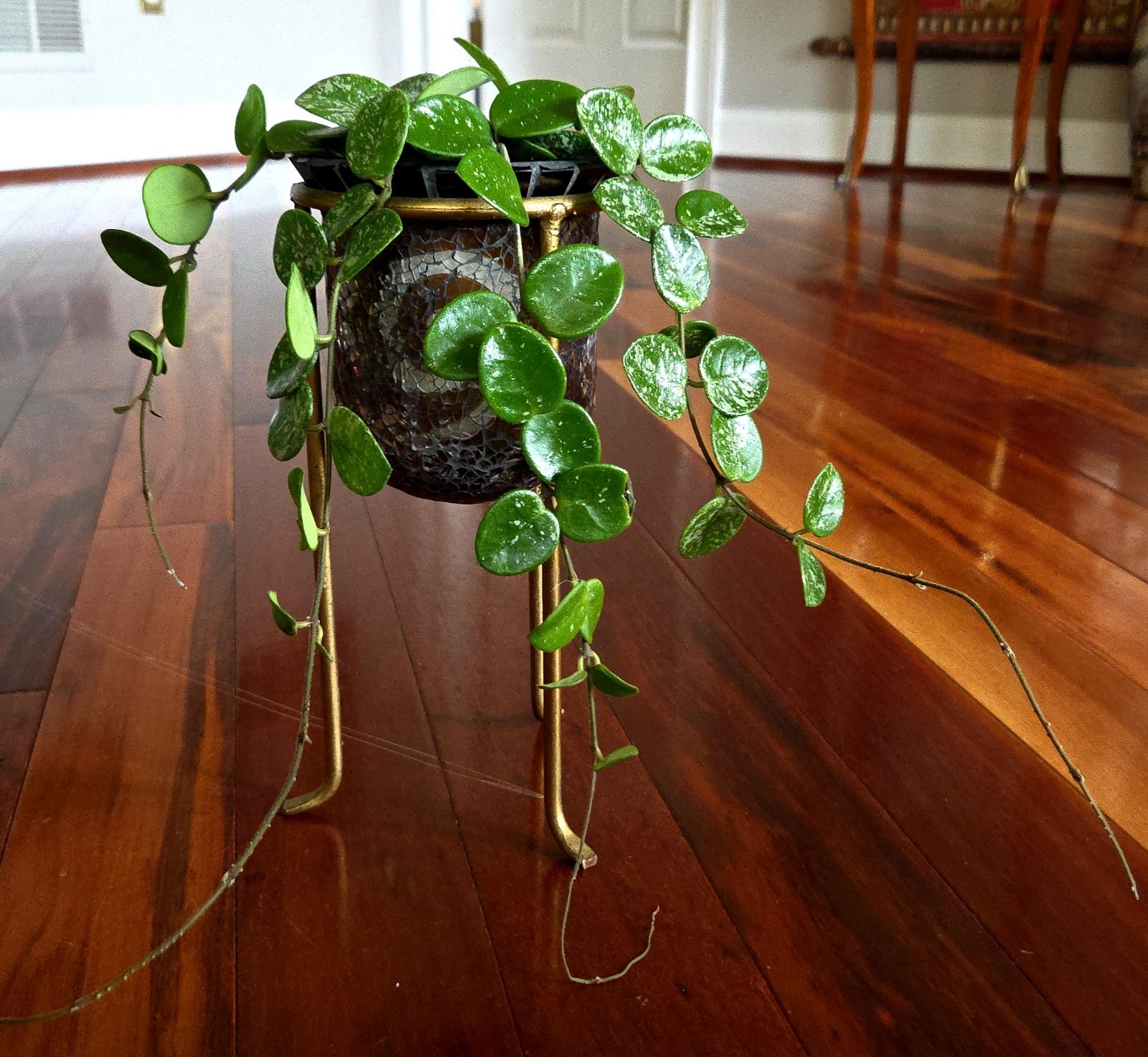 RARE Hoya Splashy Carnosa X Serpens 18″ Long No Monstera Philodendron Anthurium