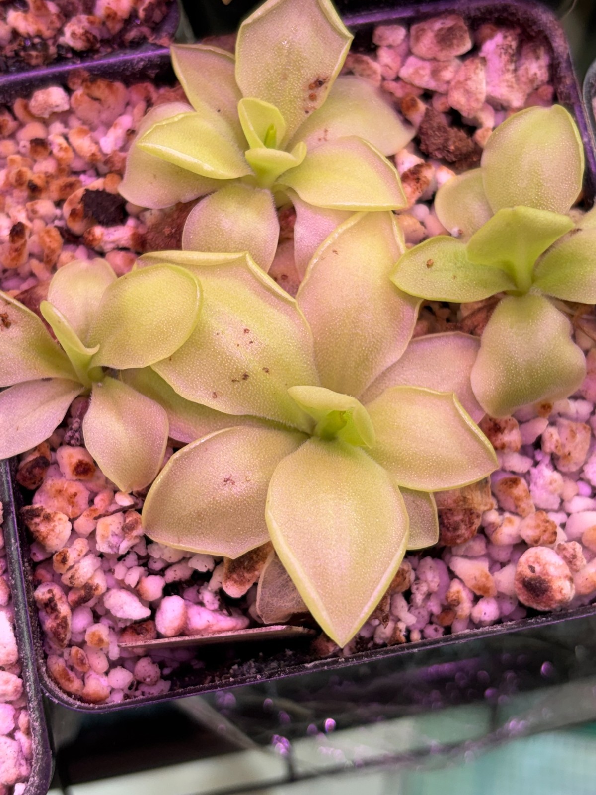 Pinguicula “ANPA A” x moranensis’ Huahuapan’, HC A Carnivorous Butterwort Plant