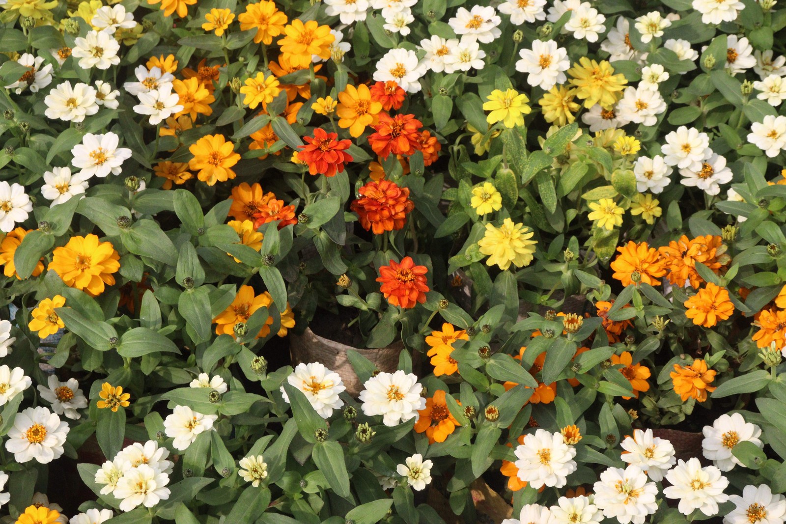 250 ORANGE CLASSIC ZINNIA Elegans (Narrow Leaf / Creeping Zinnia) Flower Seeds